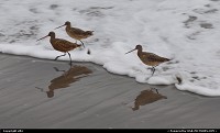 Photo by elki | Stinson Beach  stinson beach, bar-tailed godwit